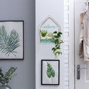 Rustic White Wall Terranium Plant Holder