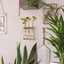 Wall Hanging 3 Glass Tube Planter Terranium (Gold Metal)