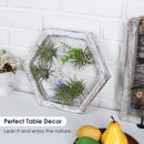 Rustic Wood Hexagon Shape Air Plant Holder